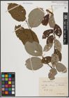 Foto von Salix caprea L.